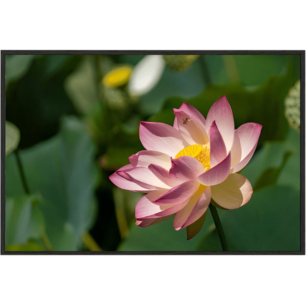 Eurotex Lotus Design 1, Canvas Printed, Wall Art & Paintings