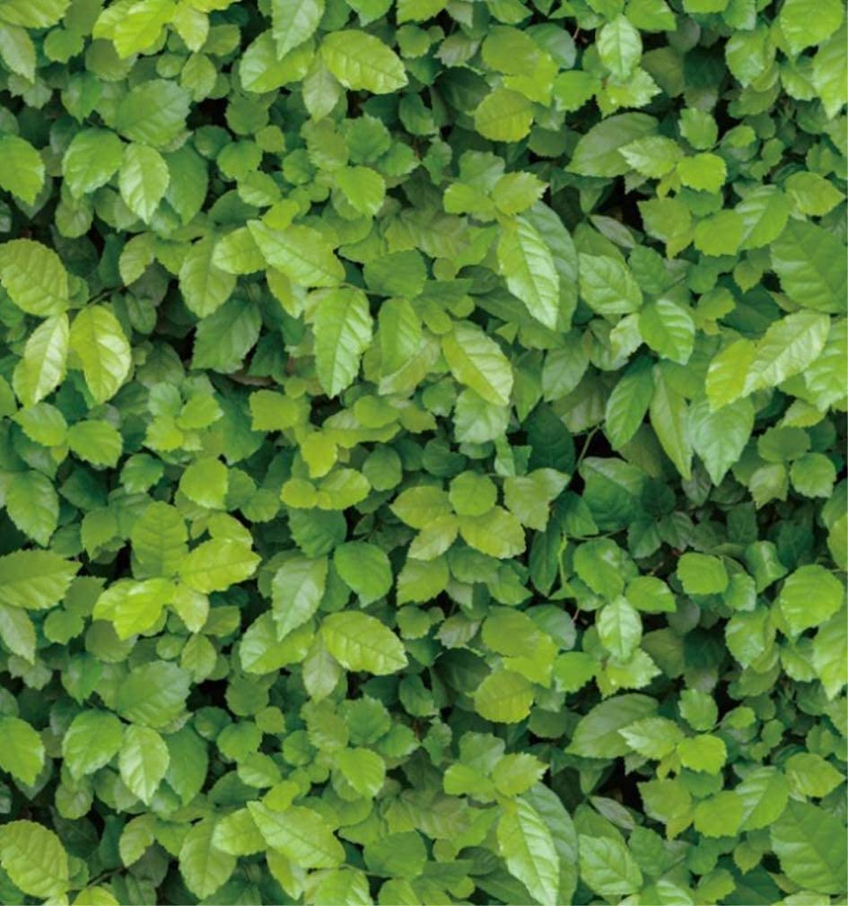 adhesive wall paper