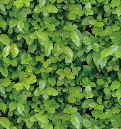 adhesive wall paper
