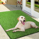 turf grass