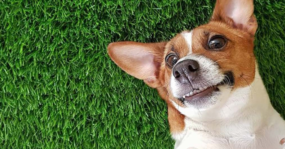 lawn turf grass